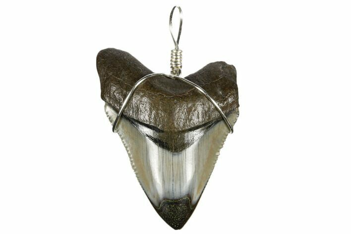 Fossil Megalodon Tooth Necklace #173816